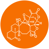 Alpha Arbutin Structure